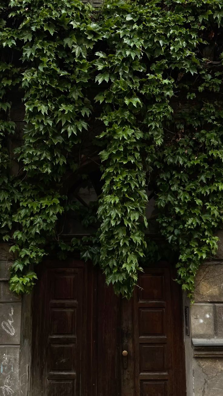 Puerta de madera bajo la enredadera